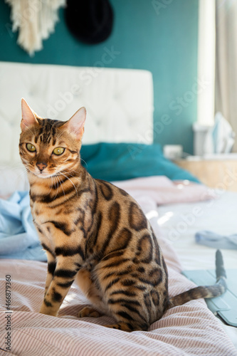 Bengal a cat resting on a bed in a sunny room, a cat with a leopard color and bright spots on the back
