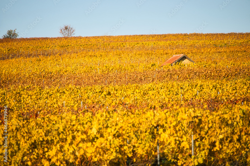 Roof of a small hut above the yellow and red leaves in a vineyard on a sunny fall day in Alzey, Germany.