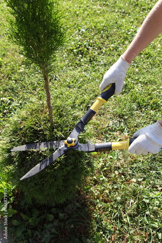 Cutting thuja with scissors, the gardener's hands in the frame are doing topiary haircut to the shrub, caring for the ornamental garden. Landscaping for creating topiary from coniferous trees.