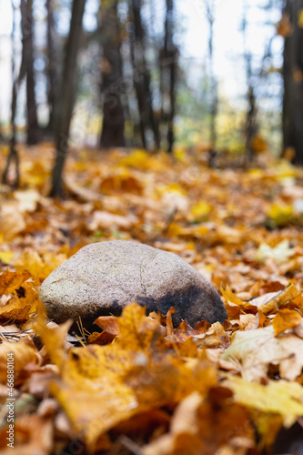 Stone lying on autumn leaves in the forest