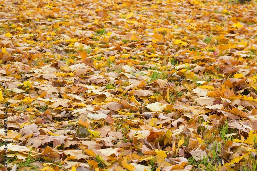 bright maple leaves on the ground in the autumn park in autumn bright maple leaves on the ground in the autumn park in autumn