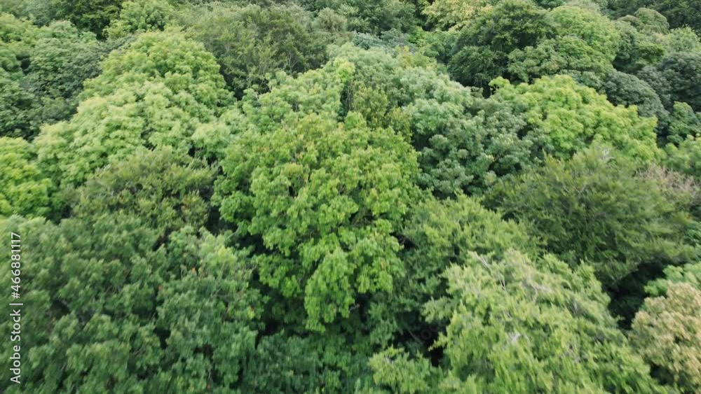 Flying over English woodland tree tops