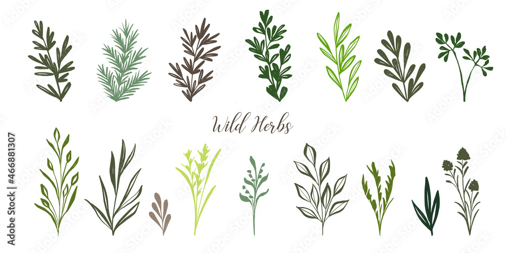 Set of doodle hand drawn herbs and plants. Collection of simple organic design elements. Set of doodle hand drawn herbs and plants. Collection of simple organic design elements.