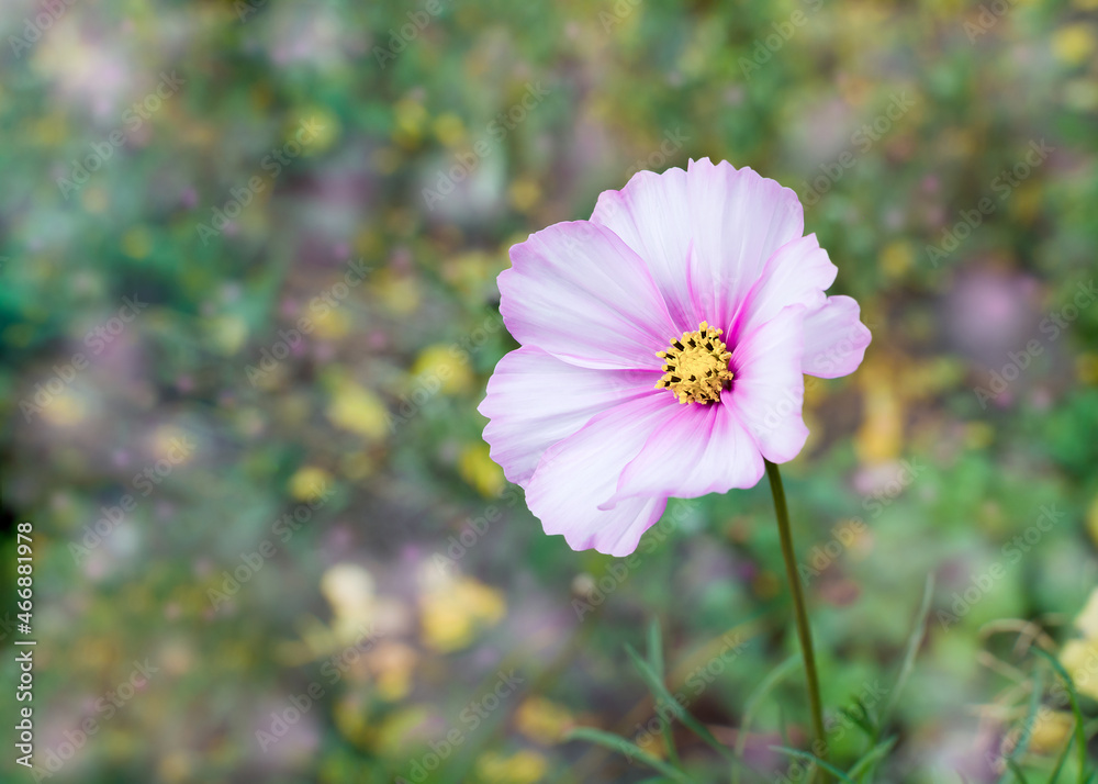 natural floral background natural floral background