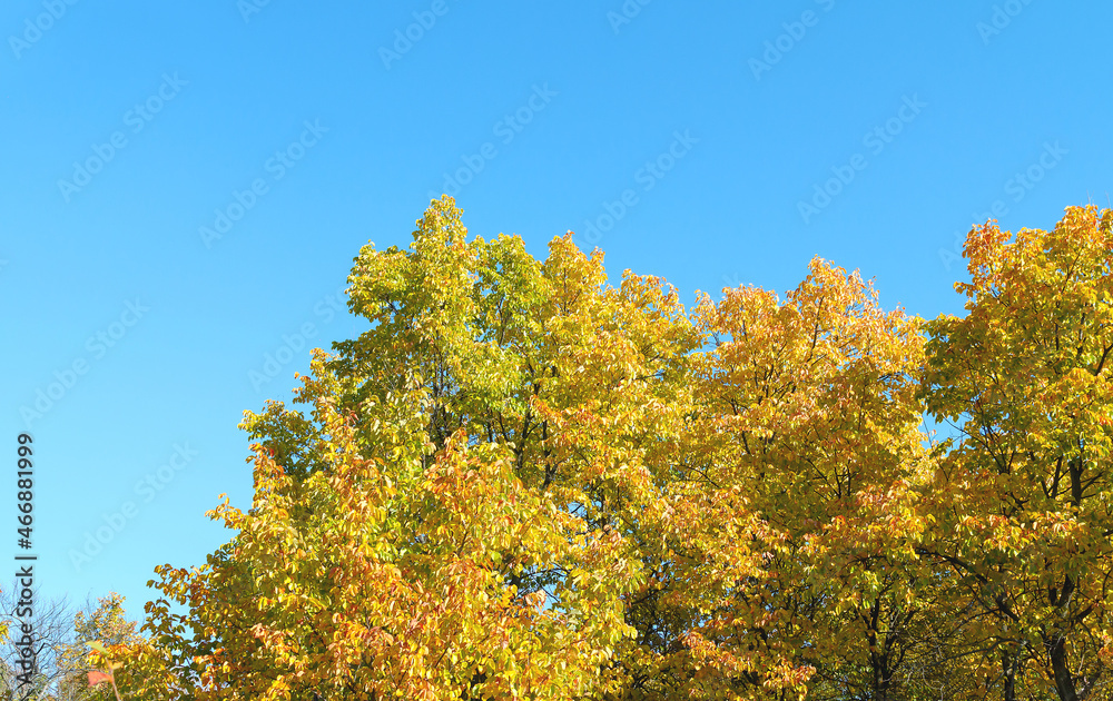 bright natural autumn background
