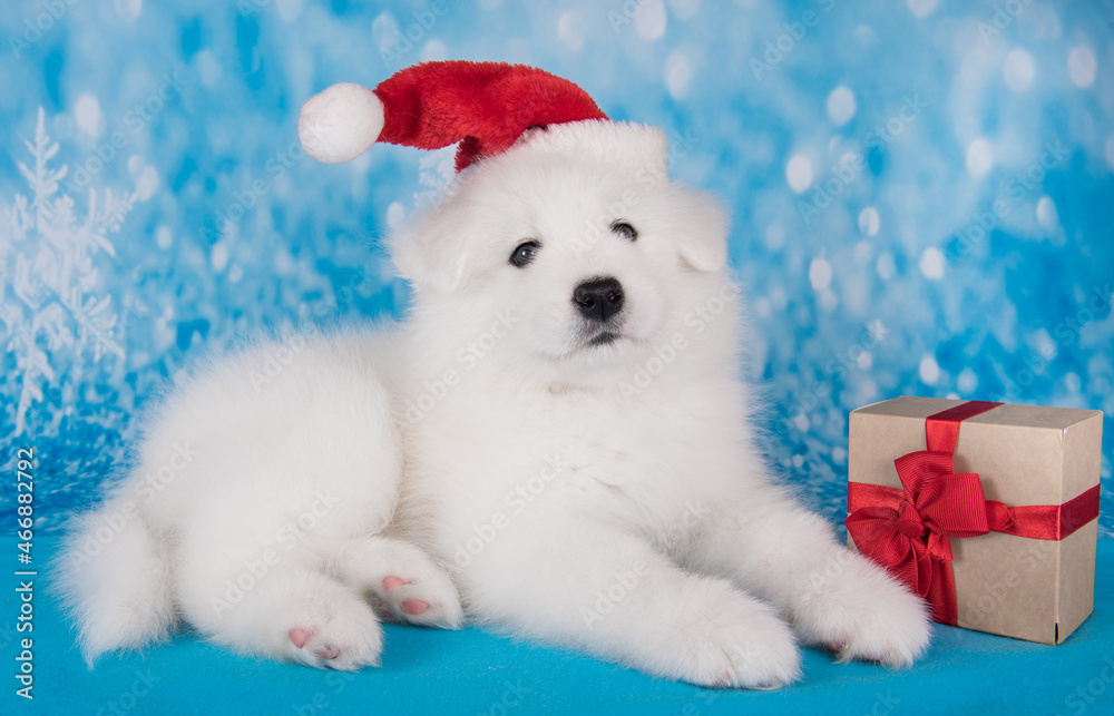 White funny Samoyed puppy dog in red Santa Claus hat with gift White funny Samoyed puppy dog in red Santa Claus hat with gift