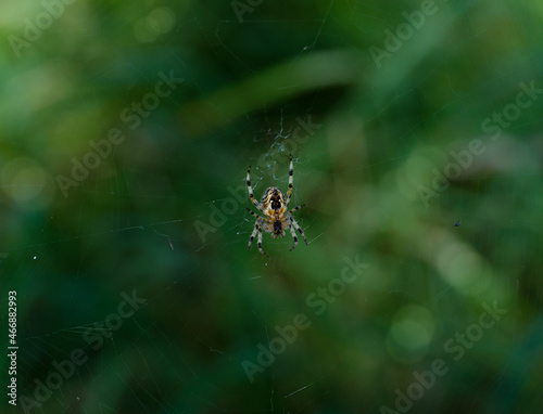 The spider climbs on the web with blurry green tree in the garden