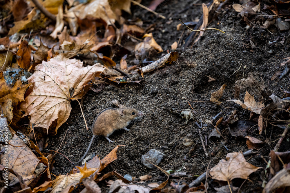 forest chipmunk stocks up food for the winter on a cloudy autumn day forest chipmunk stocks up food for the winter on a cloudy autumn day