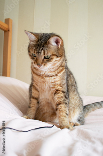 A domestic tiger cat with green eyes lies on the bed and plays with a suede cord. Cat playing close-up