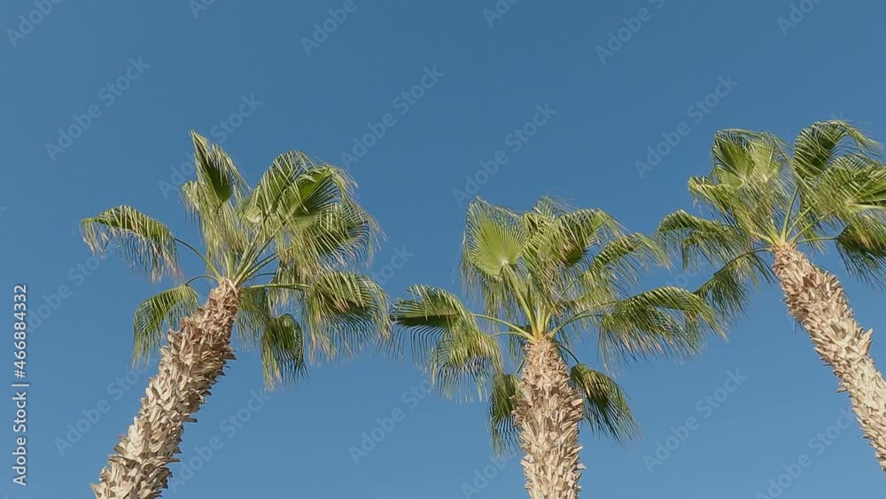 Movement along palms, tropical trees, green tufts of leaves develop in wind. Movement along palms, tropical trees, green tufts of leaves develop in wind.