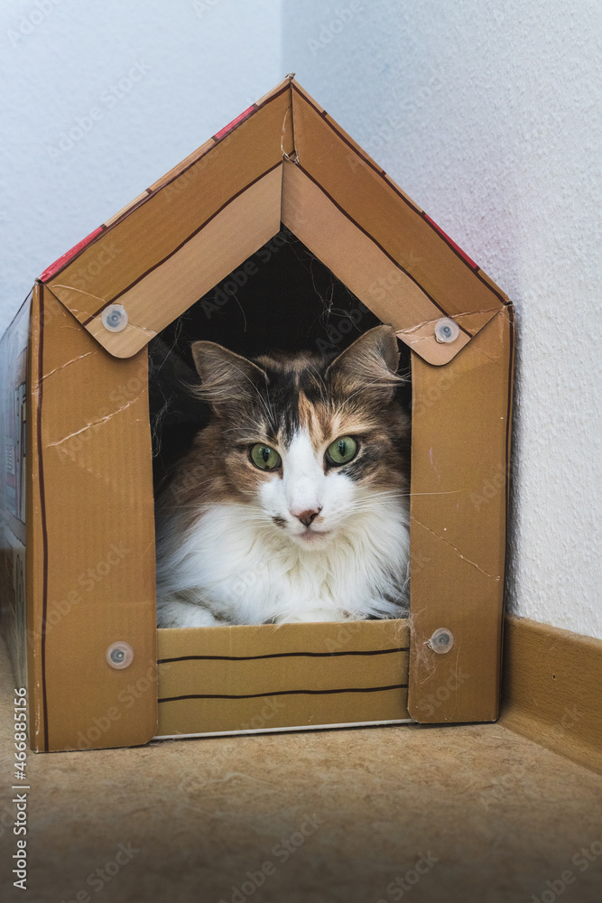 Orange-white-black female cat sitting in cardboard house.