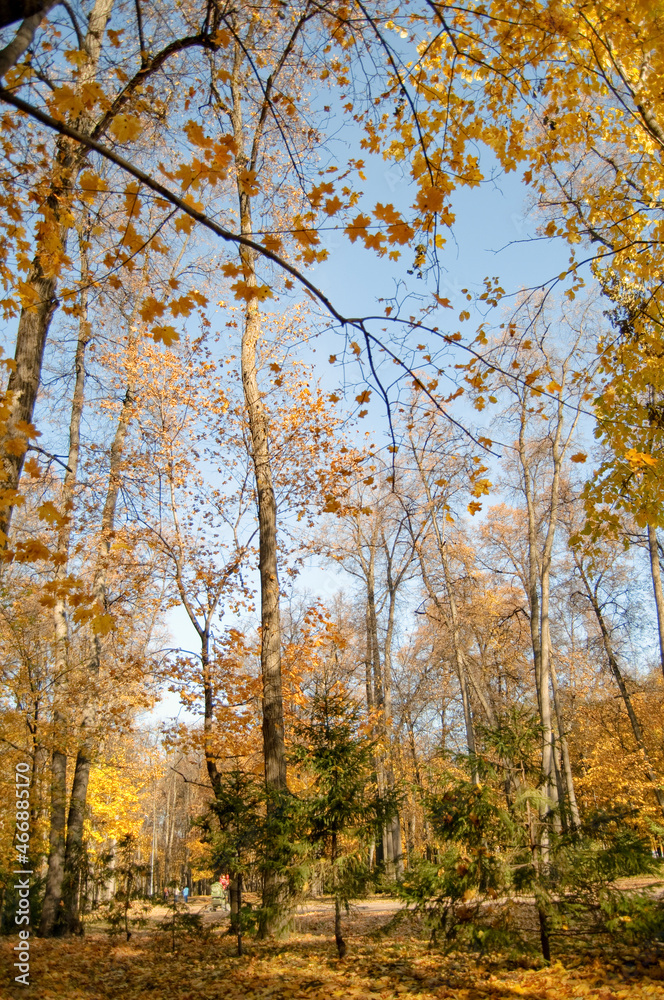 Autumn forest in the park, yellow leaves. Golden autumn with sunshine. Beautiful autumn trees in the park