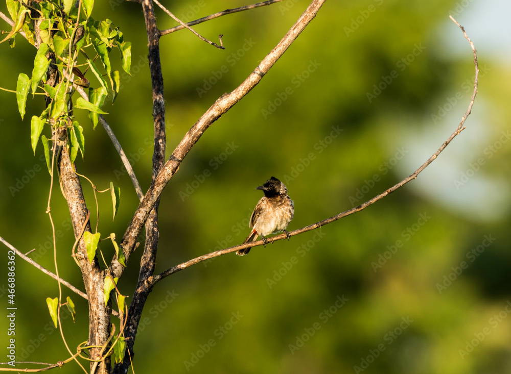 Obraz premium a bird on a branch