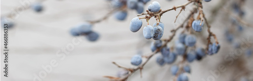Blue ripe blackthorn berries on a branch after frost. Late fall. Banner