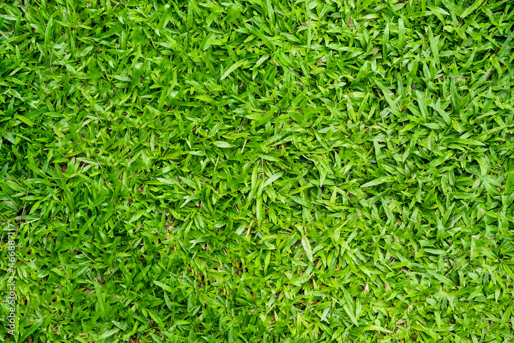 Green grass texture for background. Green lawn pattern and texture background. Green grass texture for background. Green lawn pattern and texture background.