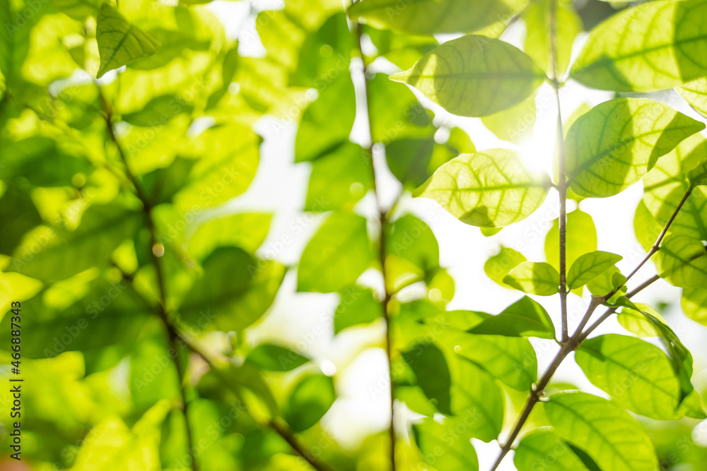 Beautiful green leaves with sunlight. Natural green background. Beautiful green leaves with sunlight. Natural green background.