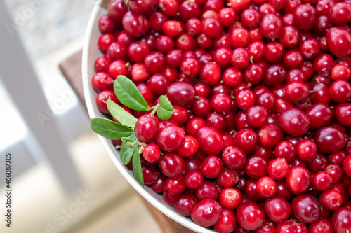 Close-up to freshly picked lingonberries in a bowl