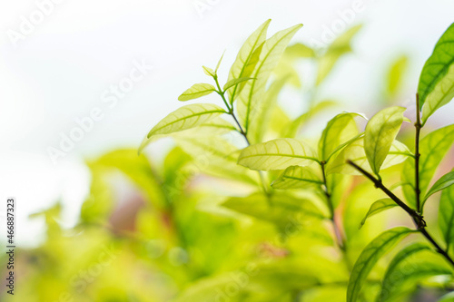 Beautiful green leaves with sunlight. Natural green background.