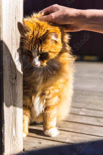 Petting an orange cat sitting on wooden planks outside.