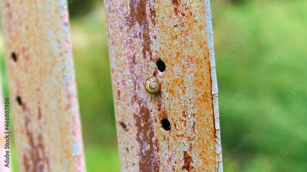 A tiny grove snail (cepaea nemoralis) on a old rusty metal fence