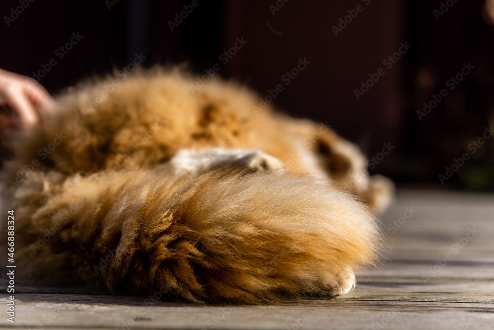 Tail of an orange cat lying on wooden planks outside. Tail of an orange cat lying on wooden planks outside.