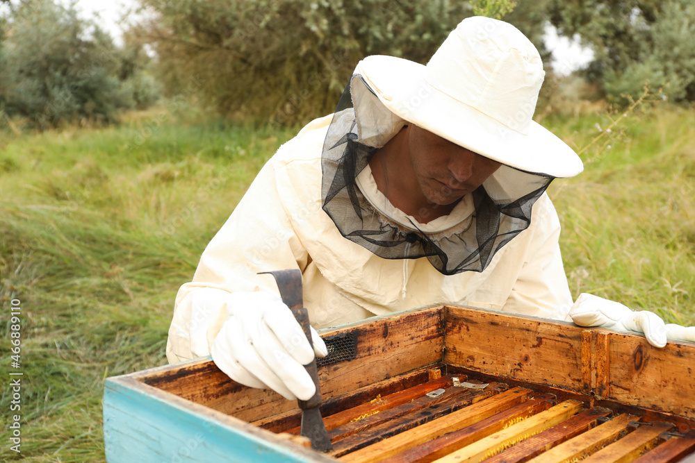 Beekeeper scraping wax from honey frame at apiary Beekeeper scraping wax from honey frame at apiary