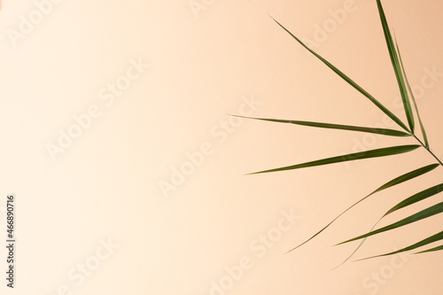 Tropical background with palm leaf on pastel beige. Close up  copy space