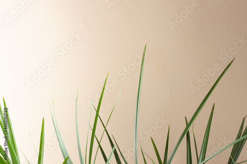 Tropical background with palm leaf on pastel beige. Close up  copy space