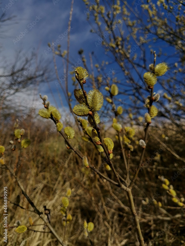 Willow branches on a spring day Willow branches on a spring day