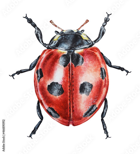 Ladybug illustration. Watercolor. Hand drawn. Closeup.
