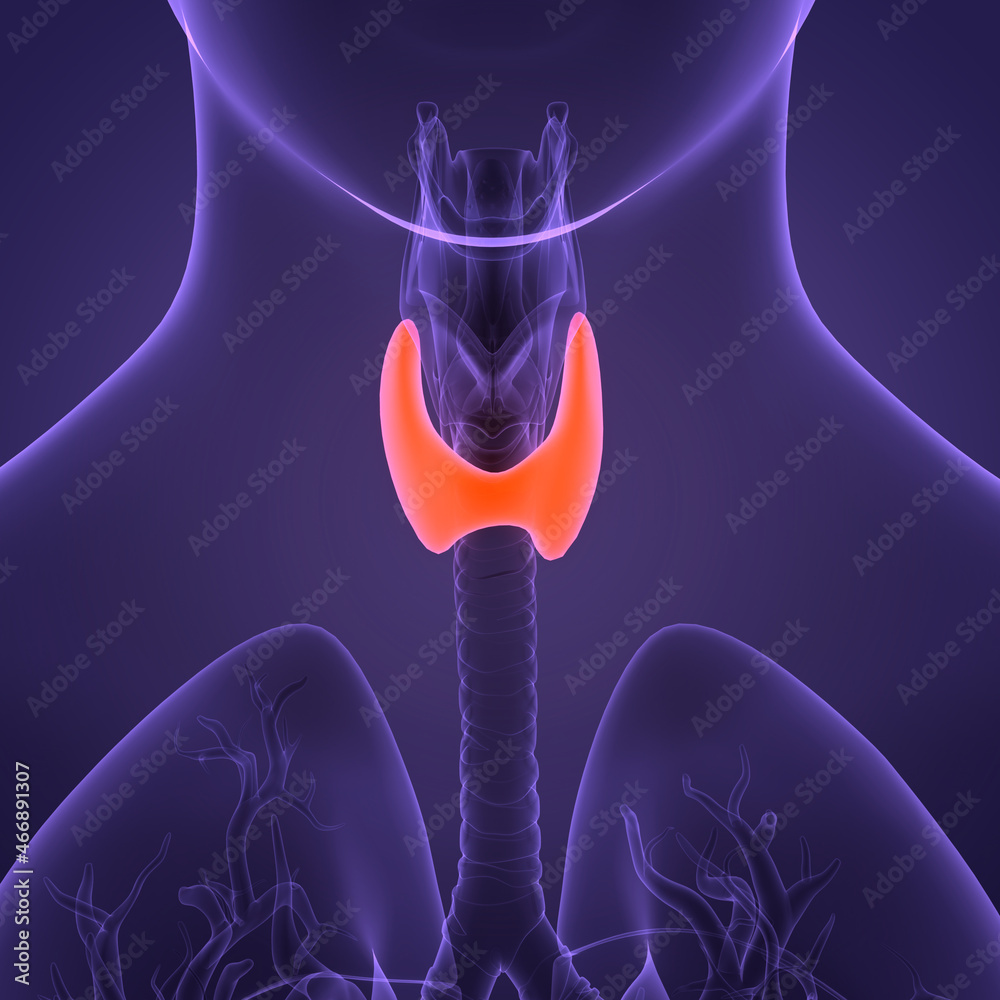 Human Body Glands Thyroid Gland Anatomy Stock Illustration Biology Diagrams