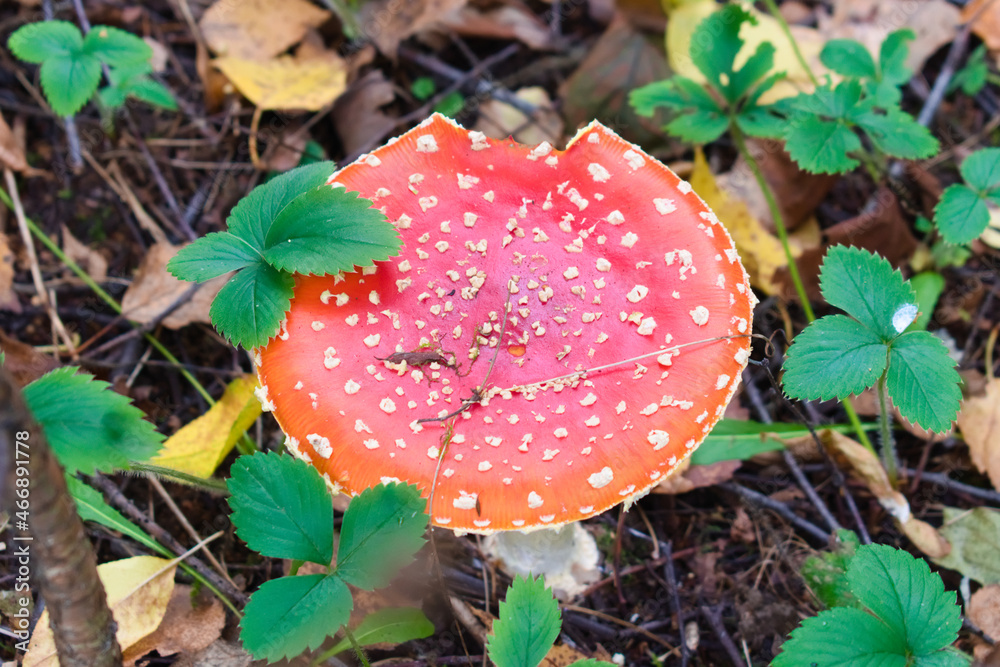 Fly amanita (Amanita muscaria) in autumn forest