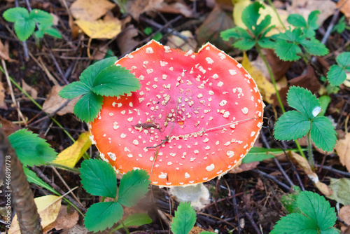 Obraz na płótnie Fly amanita (Amanita muscaria) in autumn forest w salonie