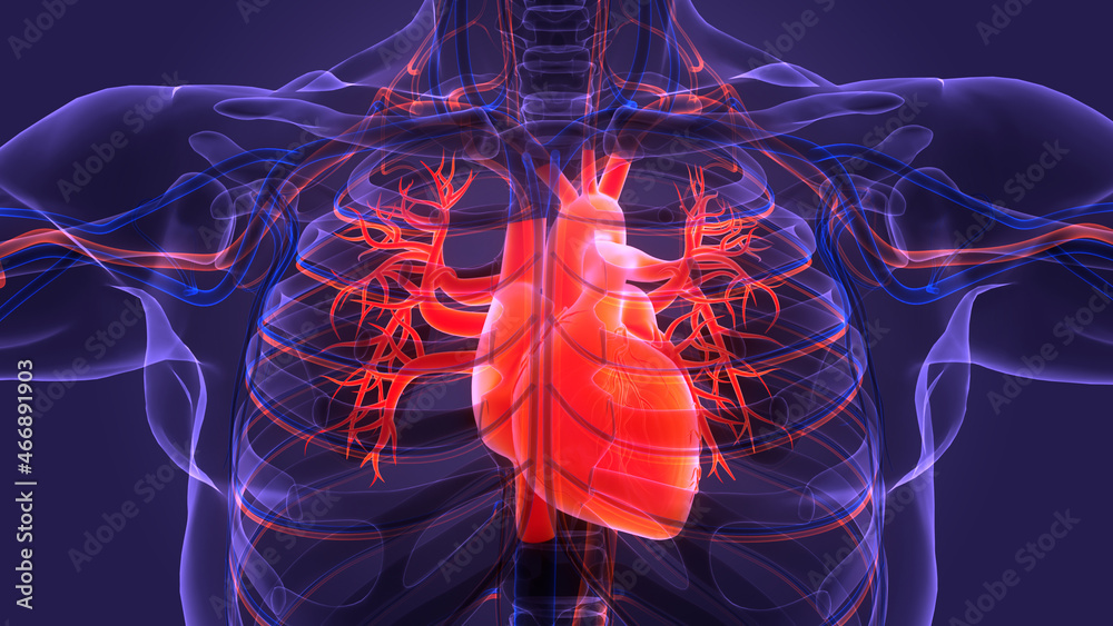 Photo & Art Print Human Circulatory System Heart Anatomy, magicmine