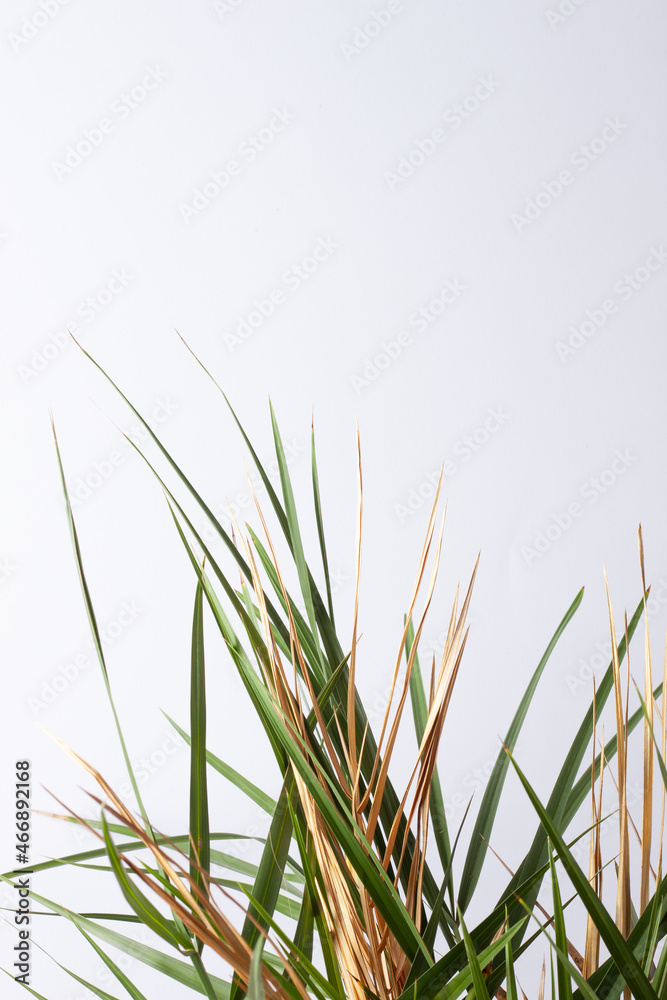 Obraz premium Tropical background with palm leaf on white. Close up, copy space