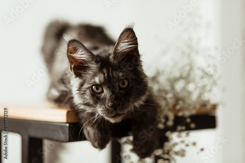 maine coon kitten. Maine coon kitten black smoke