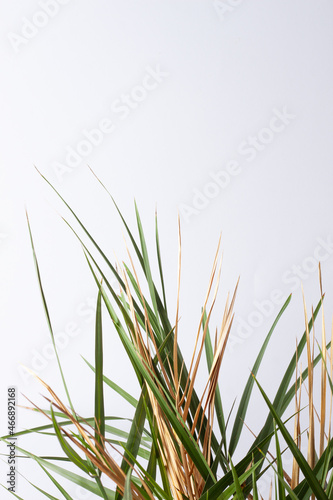 Tropical background with palm leaf on white. Close up, copy space