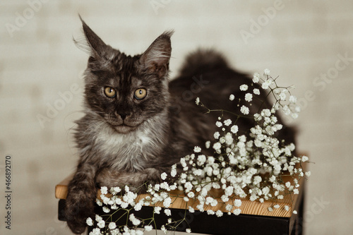 maine coon kitten. Maine coon kitten black smoke