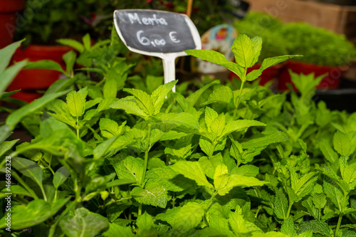 Peppermint (Mentha × piperita), displayed in a pot with a sign written in Spanish that translated into English reads Peppermint with the price on it.