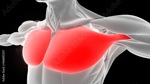 Cuadro en lienzo Human Muscular System Torso Muscles Pectoral Muscles Anatomy