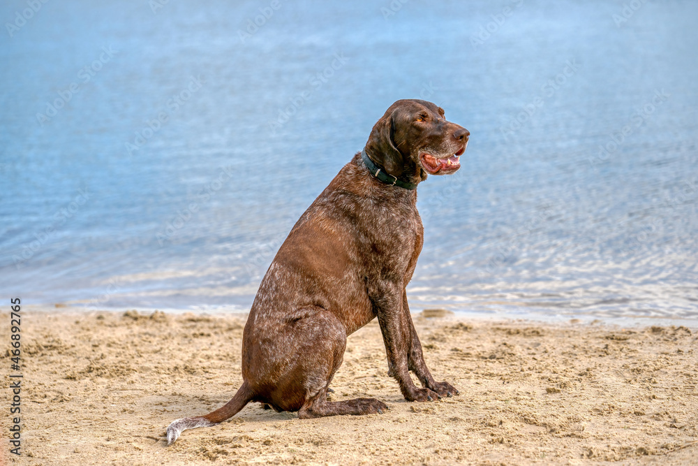 German Short haired Pointer, GSP dog sits on the beach of a lake during a summer day. He stares into the distance over the water