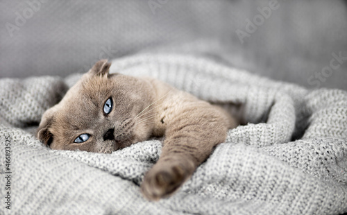 Scottish Fold cat lies under a gray knitted blanket