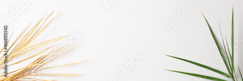 Tropical background with palm leaf on white. Close up  copy space