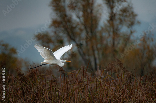Autumn & the Great White Egret