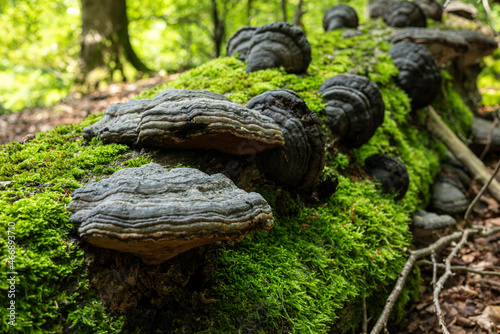 Tree fungi (tinder fungus / Fomes fomentarius) on a deadwood tree trunk in the forest. The tinder fungus is a species of fungus from the family of stem-porling relatives (Polyporaceae). photo