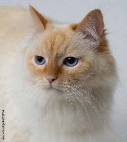 Cuadro en lienzo Close-up portrait of a sad white-red cat on a light gray background