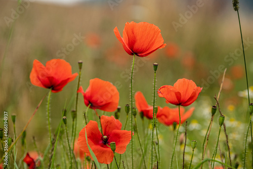 Close up of a bunch of beautiful red poppy flowers in full bloom, with blurry green grass in the background, Weserbergland, Germany