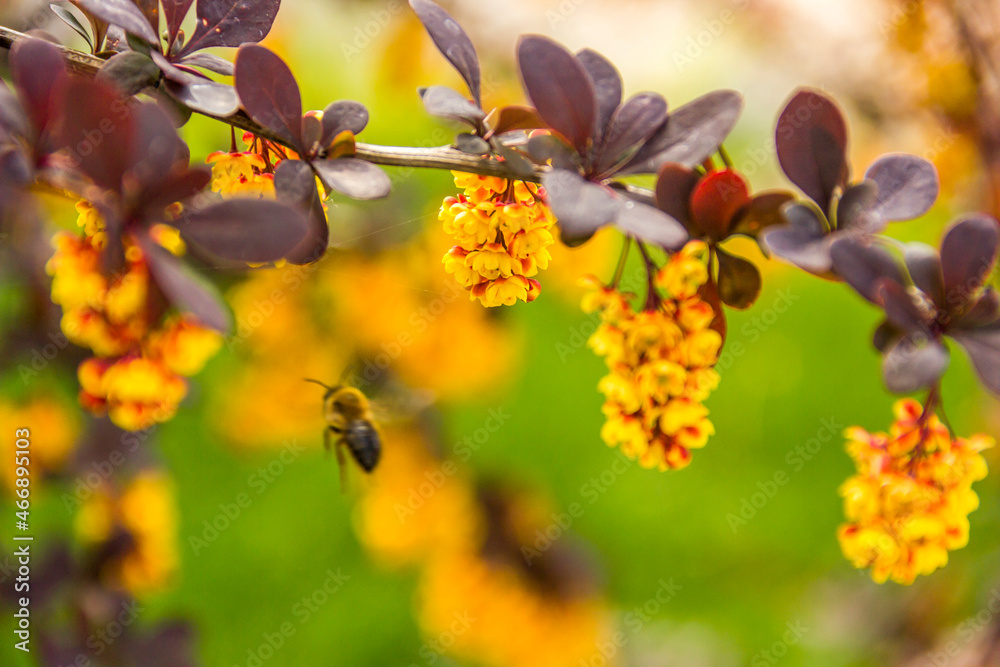bee on flowers of Thunbergs barberry (Berberis thunbergii) bee on flowers of Thunbergs barberry (Berberis thunbergii)