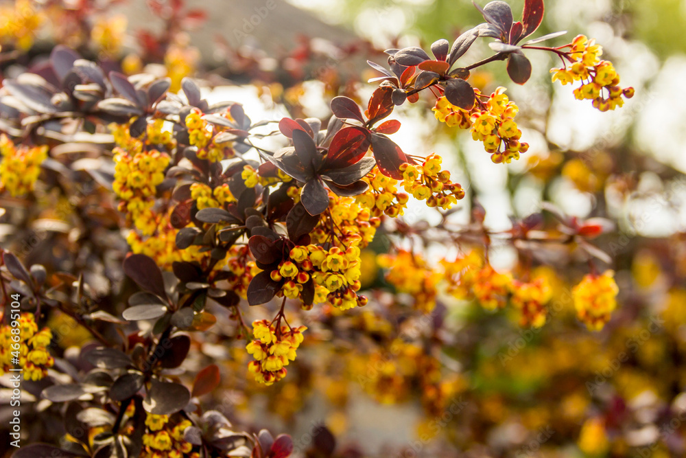a blossoming bush of Thunbergs barberry (Berberis thunbergii) a blossoming bush of Thunbergs barberry (Berberis thunbergii)
