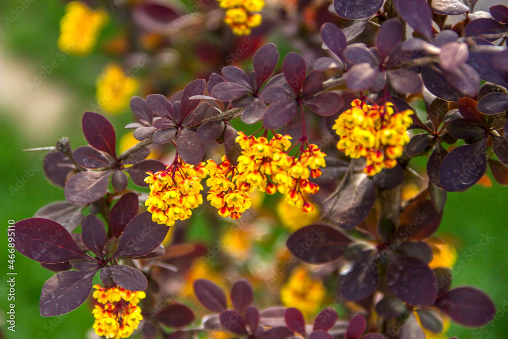 a blossoming bush of Thunbergs barberry (Berberis thunbergii) a blossoming bush of Thunbergs barberry (Berberis thunbergii)